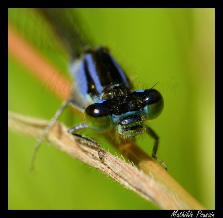 Agrion élégant - Ischnura elegans